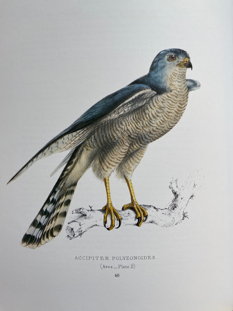 ILLUSTRATIONS OF THE ZOOLOGY OF SOUTH AFRICA, a facsimile reprint of the original work published in London during 1849