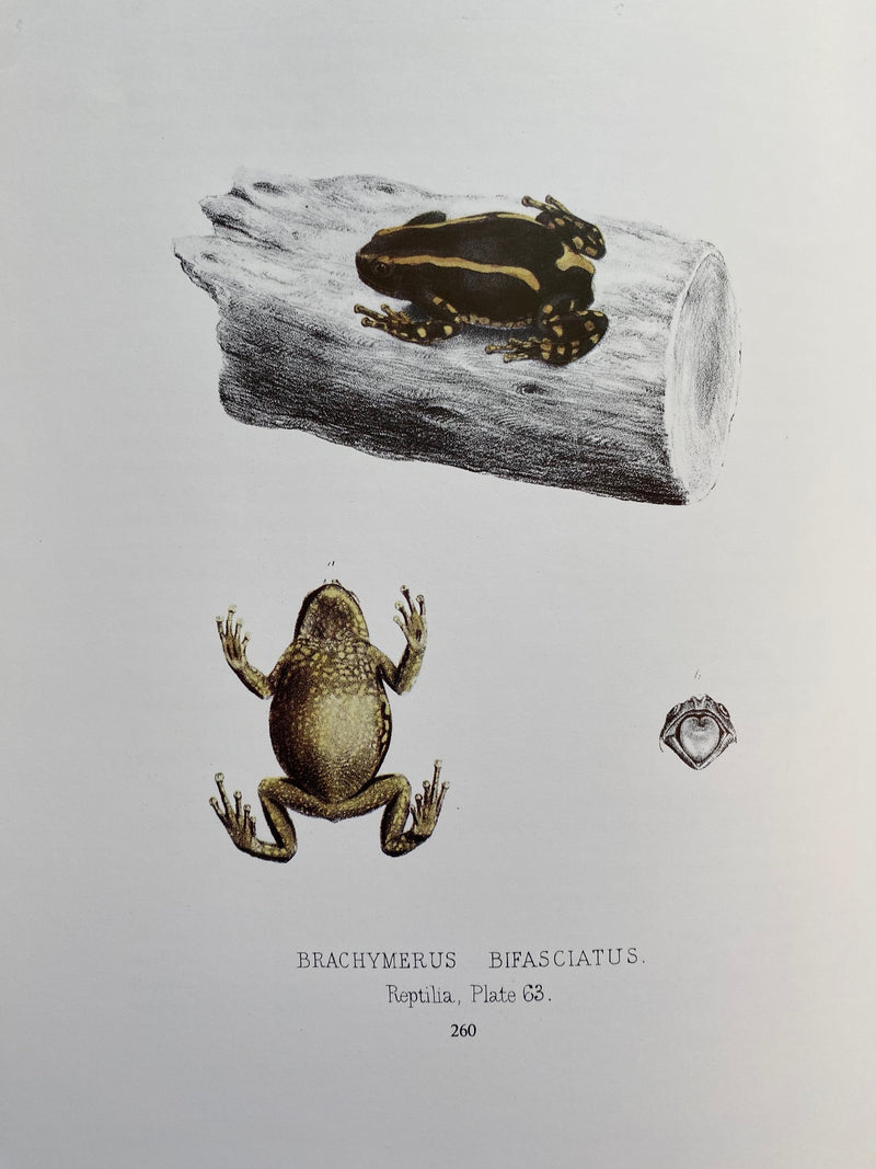 ILLUSTRATIONS OF THE ZOOLOGY OF SOUTH AFRICA, a facsimile reprint of the original work published in London during 1849