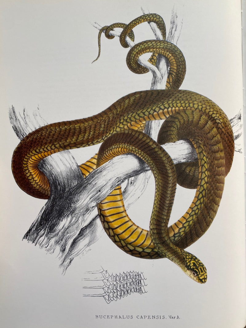 ILLUSTRATIONS OF THE ZOOLOGY OF SOUTH AFRICA, a facsimile reprint of the original work published in London during 1849