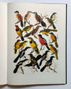 THE PAINTINGS OF NORMAN LIGHTON FOR ROBERTS BIRDS OF SOUTH AFRICA, plates from original paintings by Norman C K Lighton
