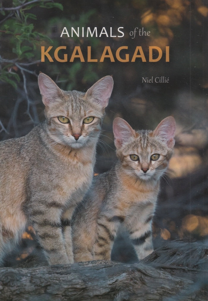 ANIMALS OF THE KGALAGADI