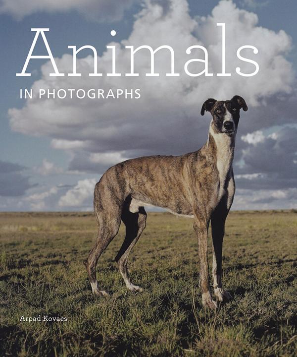 ANIMALS IN PHOTOGRAPHS