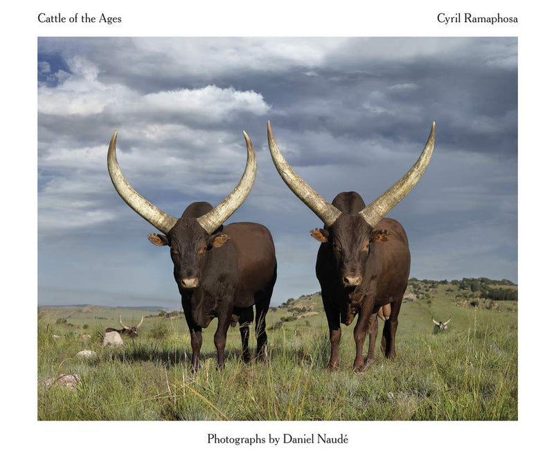 CATTLE OF THE AGES, Ankole cattle in South Africa, photographs by Daniel Naudé