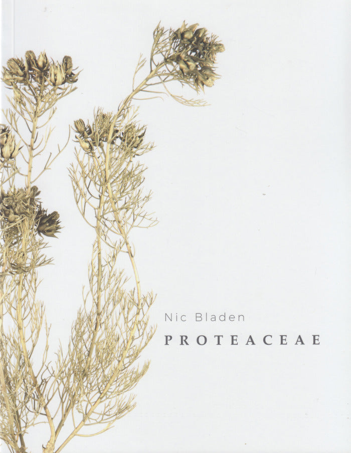 NIC BLADEN, Proteaceae